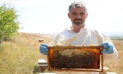 Kastamonu'da bahar yağışları bal üretimini vurdu