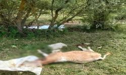 Devrekani’de yine aynı görüntü: Büyükbaş hayvan ölüsü çay kenarına bırakıldı
