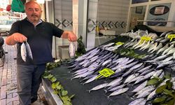 Kastamonu da palamut tezgaha geldi