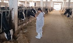 Kastamonu’da ithal sığırlar sağlık kontrolünden geçirildi