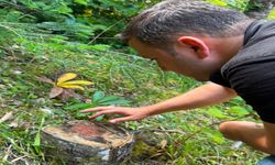 Kastamonu’da orman zararlılarına karşı biyolojik savaş! Terminatör böcekler devrede
