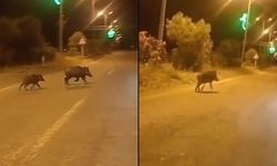 Kastamonu’da yaban domuzları caddede kol gezdi