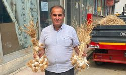 Taşköprü Sarımsağında alarm zilleri!
