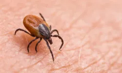Kene bir can daha aldı: 63 yaşındaki kişi kurtarılamadı