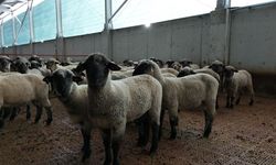 Kastamonu'nun yürüyen fabrikaları: 55 koyun 100 kuzu doğurdu