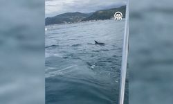 Kastamonu’da palamut avına yunuslar ortak oldu