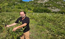 Kastamonu'da o bitki, atıl arazilere değer kazandırdı