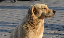 Bakanlıklar sokak köpekli için harekete geçti: 81 il tek tek denetlenecek