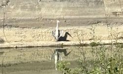 Balıkçılın Taşköprü’deki av mesaisi böyle görüntülendi