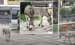 Kastamonu’da parkta şaşırtan manzara: Eşekler çay bahçesine indi