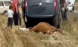 Devrekani’de feci kaza! Araç ters döndü, inek telef oldu