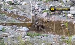 Kastamonu'da domuz ve yavruları kameraya yakalandı