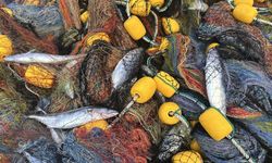 Karadeniz'de alarm: Önüne ne gelirse yiyor