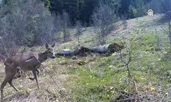 Kastamonu’da fotokapanlar yaban hayatını gözler önüne serdi