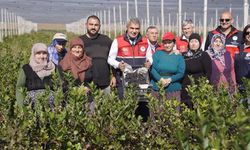 Kastamonu’da aronya bahçesinde bereketli hasat