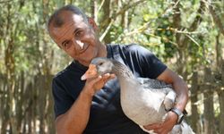 Kastamonu’da kaz çiftliği kurdu, siparişlere yetişemiyor