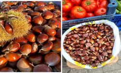 Kastamonu'da kestane hasadı başladı: Fiyatlar 400 TL