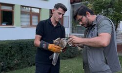 Kastamonu’da yaralı atmaca için ekipler harekete geçti