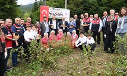 Şenpazar’da aronya hasadı başladı: Alternatif tarım ürünü yükselişte