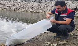 Tosya’da Göletlere 7.500 yavru sazan bırakıldı