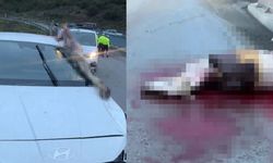 Akılalmaz kaza! Atın bacağı otomobile saplandı
