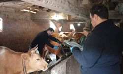 Çatalzeytin’de sonbahar şap aşılaması başladı