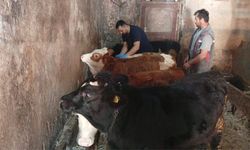 Çatalzeytin’de şap hastalığına karşı önlemler sürüyor