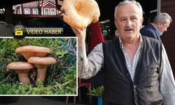 Kastamonu'da dev kanlıca mantarı satışa sunuldu: Tam 1 kilo