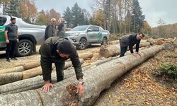İnebolu, Kastamonu’da doğal gençleştirmeye damga vurdu