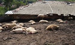 Kastamonu’da sürüye kurt saldırısı: Felaketin detayları belli oldu
