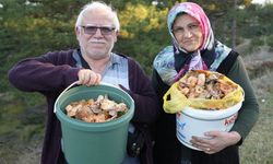 Kastamonu'da kovayı alan ormana koşuyor: 50 Liraya kadar düştü