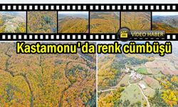 Kastamonu Küre Dağları'nda renk cümbüşü: Doğaseverleri büyüleyen manzara