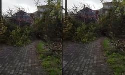 Kastamonu'da fırtına ağacı devirdi! Yol ulaşıma kapandı