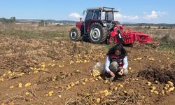 Kastamonu’da patates üretimine yakın takip