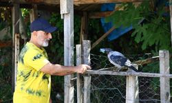 Kastamonu’da topal karga mahallelinin göz bebeği oldu
