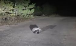 Kastamonu'nun komşu ilinde ortaya çıktı! Kameraya böyle yansıdı