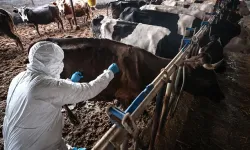 Komşuda şap alarmı: Hayvan pazarı kapatıldı