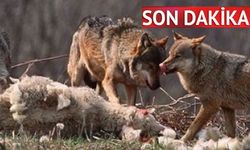 Son dakika: Kastamonu’da kurtlar dehşet saçtı!