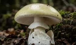 Mantar zehirlenmesinde korkutan gerçek! Günler sonra bile ortaya çıkabiliyor