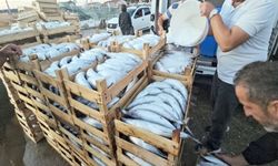 Kastamonu'da palamut bolluğu: Fiyat 40 TL’ye düştü