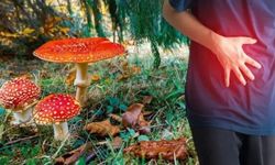 Mantar zehirlenmeleri arttı: 76 kişi hastanelik oldu!
