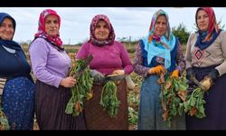 Taşköprü’de şeker pancarı hasadı başladı