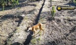 Kastamonu’da yiyecek arayan karaca güvenlik kamerasına yakalandı