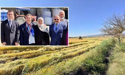 Tosya’da çeltik hasadı başladı: Üretim alanlarının artması bekleniyor