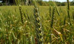 13 bin yıllık ata tohumu ile buğday üretimine destek