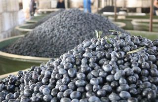 Zeytin üreticilerine 332 milyon TL ödeme 8 Aralık'ta hesaplarda