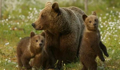 Mola verirken iki kere düşünün: Kastamonu'da ayı görüntülendi! (Görüntülü haber)