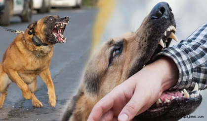 Kastamonu'da 6 yaşındaki çocuğa köpek saldırdı: Isırılan çocuk hastaneye kaldırıldı!