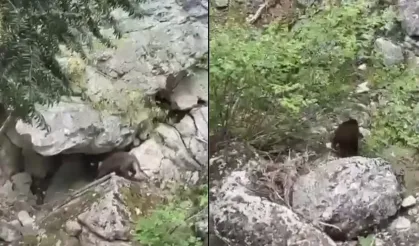 Horma Kanyonu’nda ayı sürprizi! Doğanın sessiz tanıkları kamerada