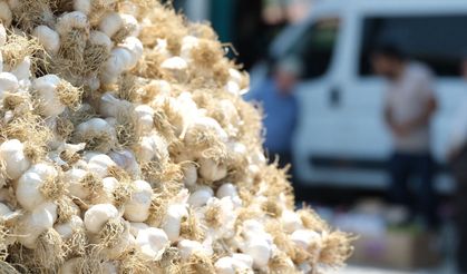 Taşköprü Sarımsağı Dünya Devleri Arasında